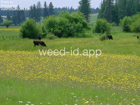 hawkweed, yellow